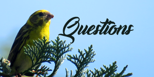 questions-31-2.png