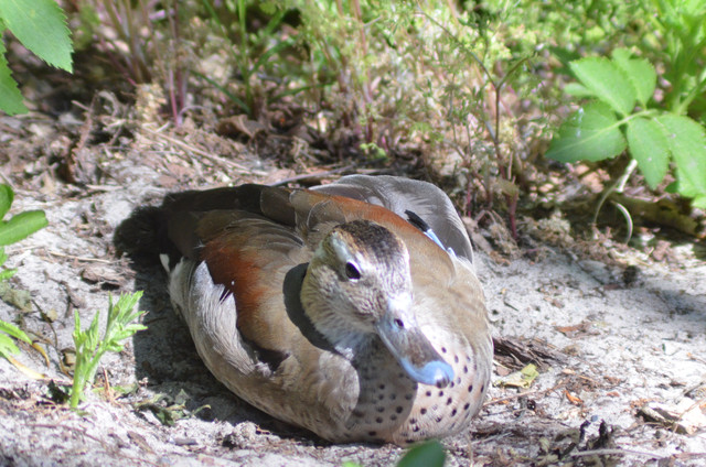 Ringed Teals at Copenhagen Zoo