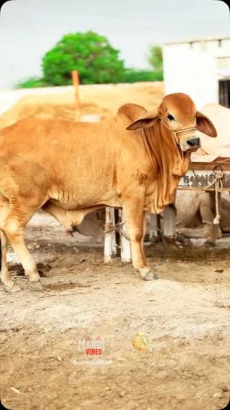 Cattle livestock