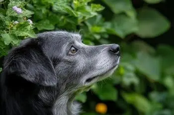 Boosting Canine Longevity Through Polyphenol-Rich Nutrition