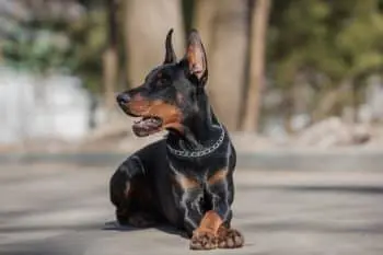 Boosting Your Doberman's Health: The Best Immunity Supplements Explained