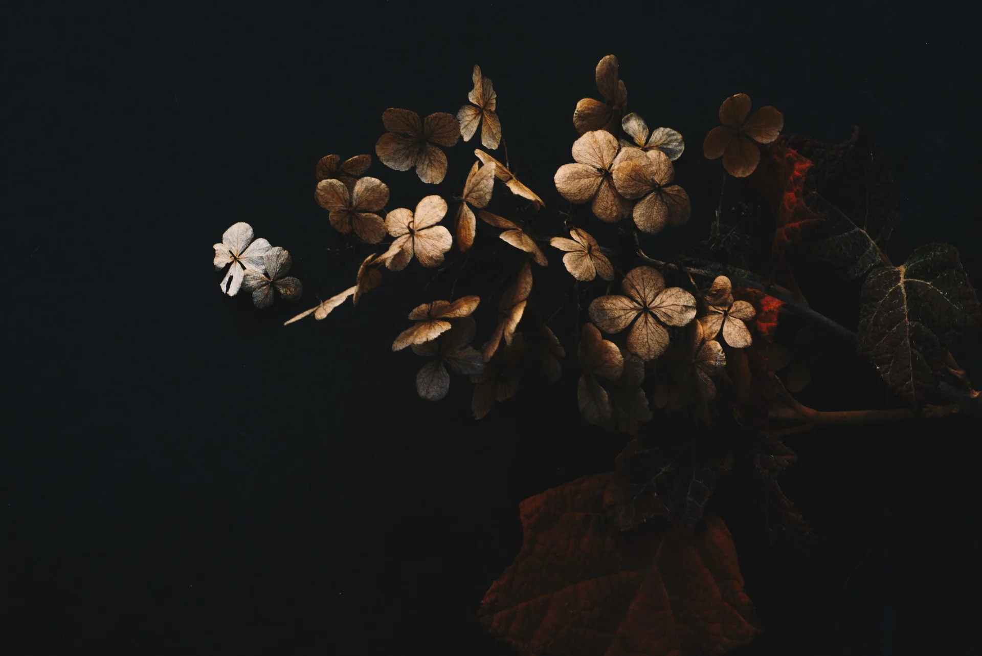 High quality Vintage Dark Botanical wallpaper by Evie Shaffer from Pexels