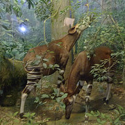 Okapi