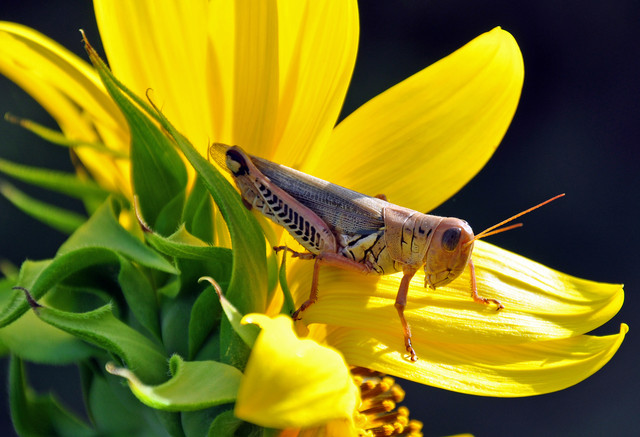 grasshopper