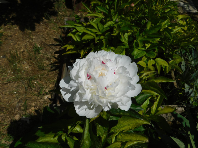 DSCN0069.jpg
