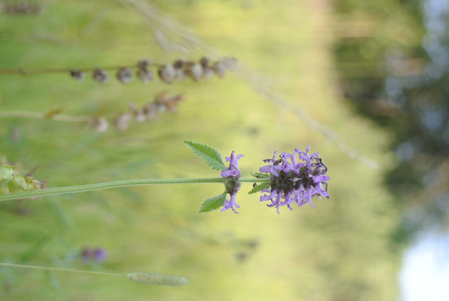 DSC5370-result.jpg