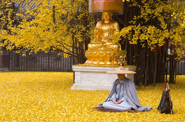 gingko-06
