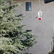 hummingbird-feeder