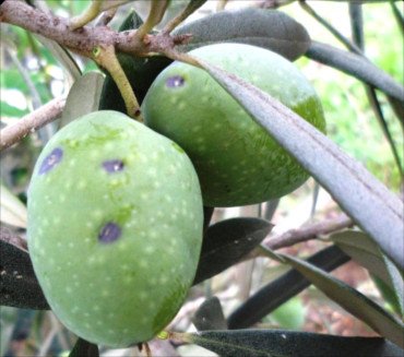 Olives attaquées par la cochenille violette de l'olivier, Parlatoria oleae, photo de ravageur cochenille olivier