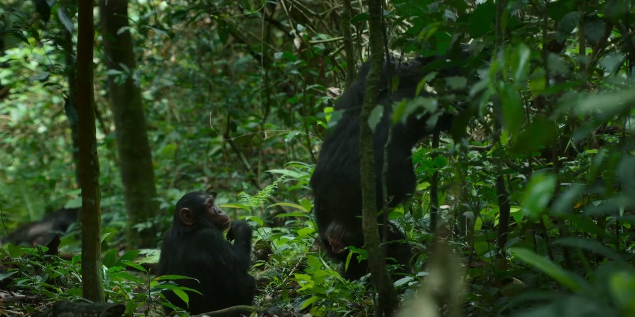 Chimp Empire Screenshot