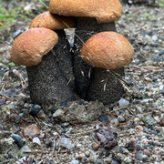 IMG 5156