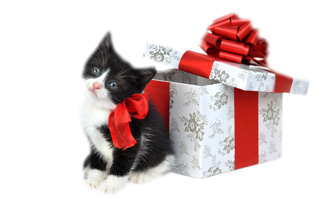 Tubecadeauchatde-Noel