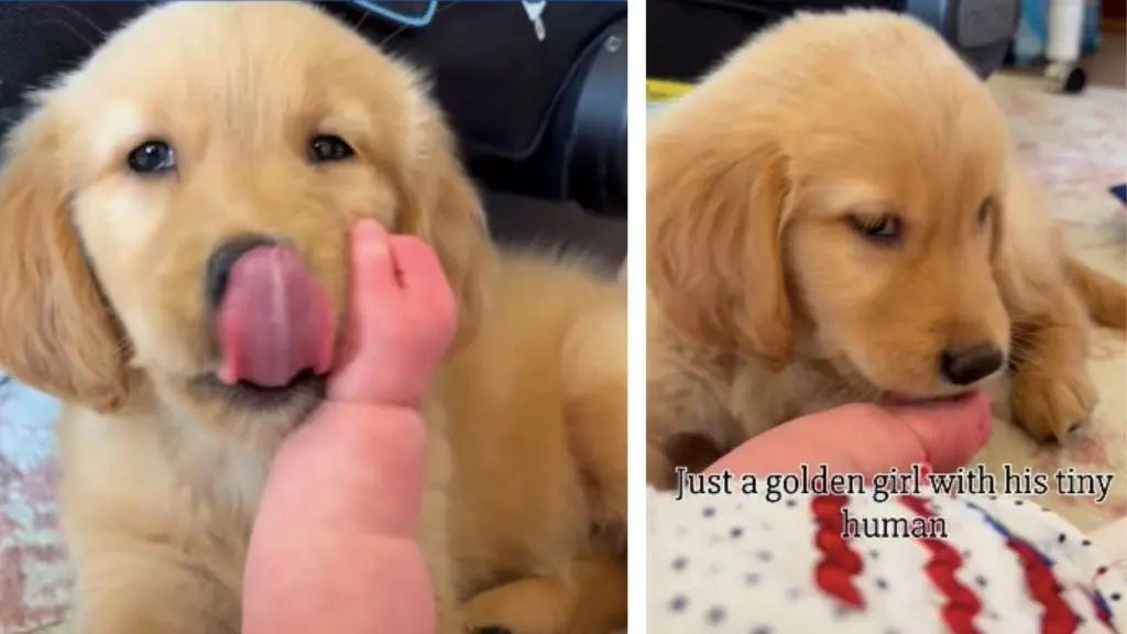 Golden Retriever Puppy Delights Baby with Sweet Kisses in Viral Video