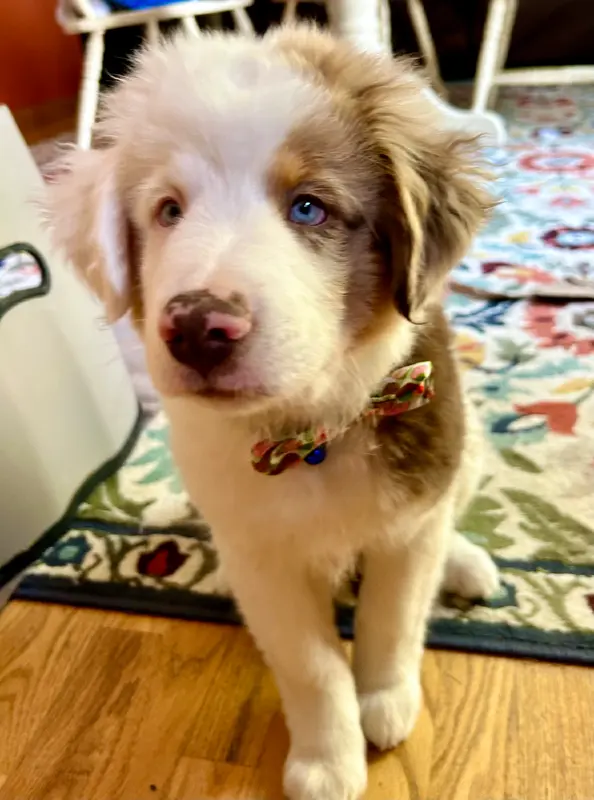 Kojak, a Deaf Australian Shepherd Puppy, Seeks Forever Home