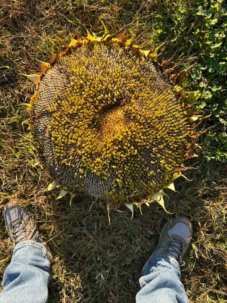 A giant sunflower head