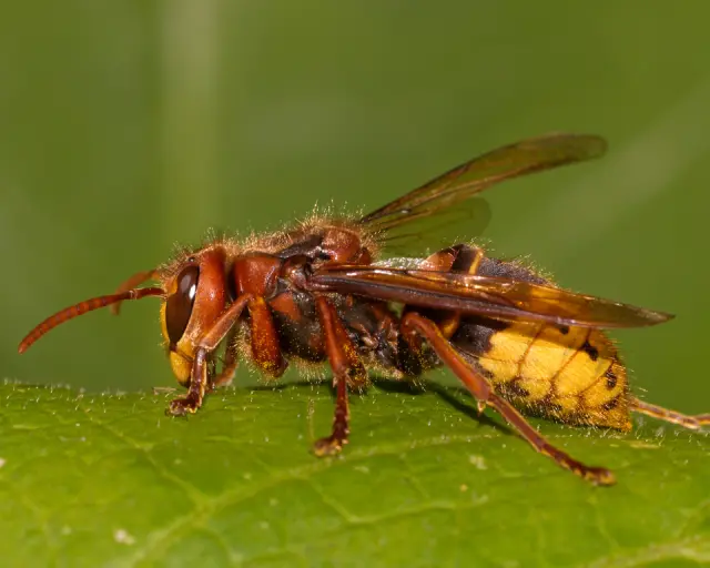 european-on-leaf