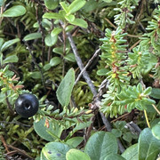 IMG 5407