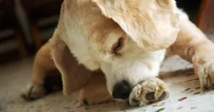 Dog Paw Licking May Signal Health Issues, Vets Urge Daily Checks