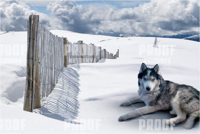 Doggo.png