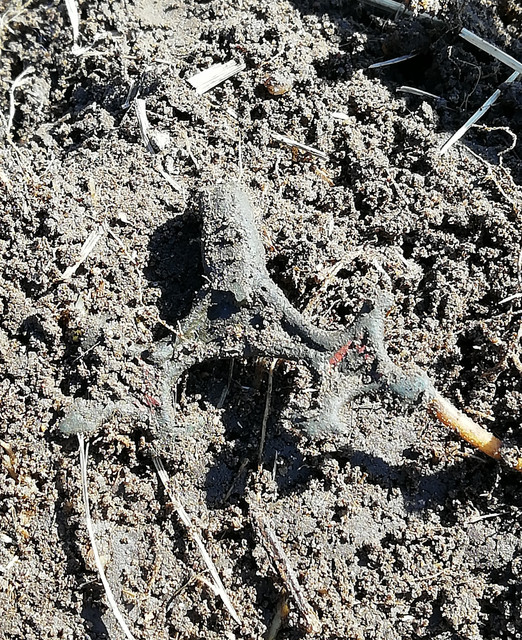 dig