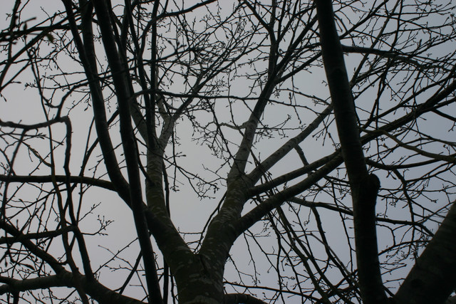 IMG-0142