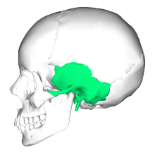220px-Temporal-bone-lateral5