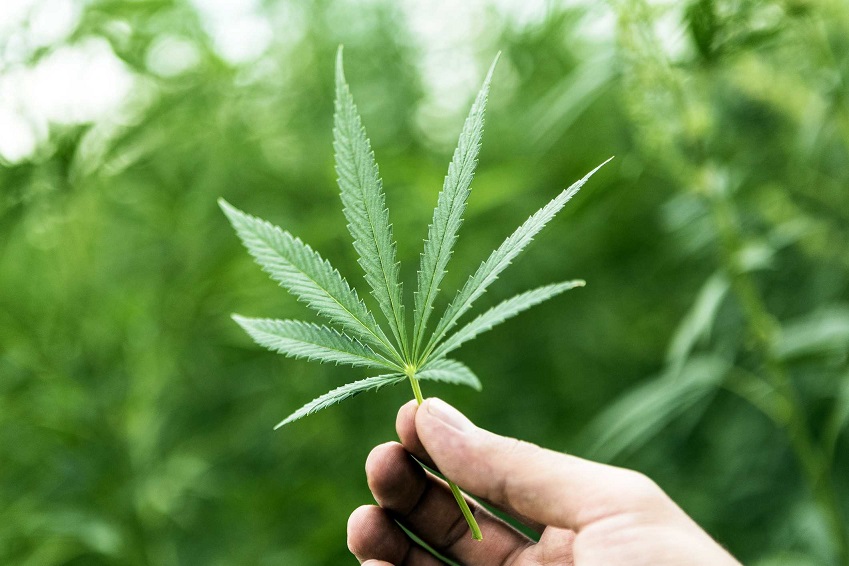 cannabis.jpg