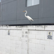 IMG-3435