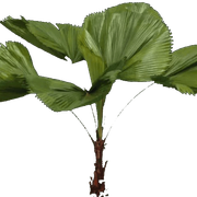 planta1