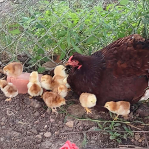 Chicks6-17-2022-s.jpg