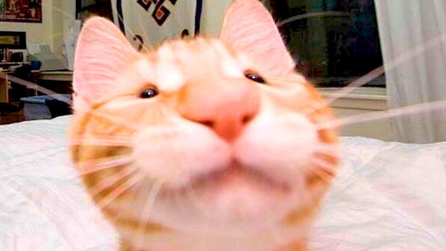 74
