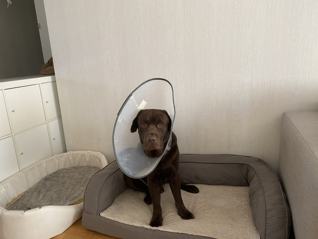 5-C44-EBDD-2221-4332-ACFF-D2-B9403-FF14-