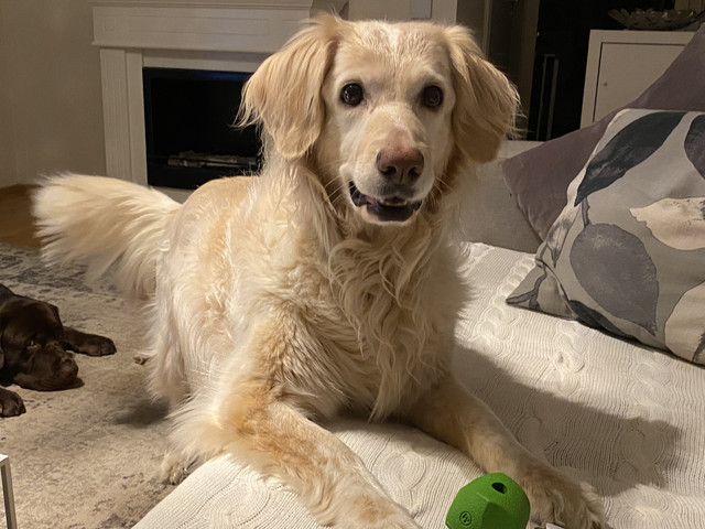 AB730-F58-217-F-46-B6-A656-199838-D669-B