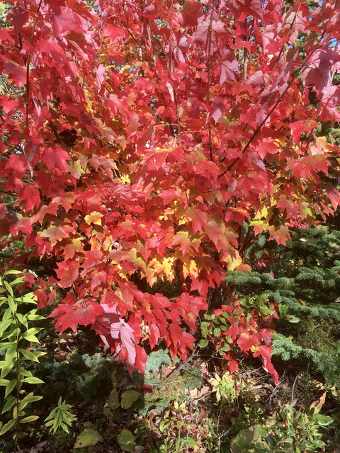 IMG-5748