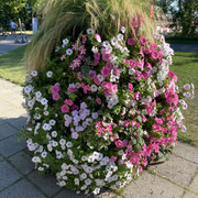 IMG-2344