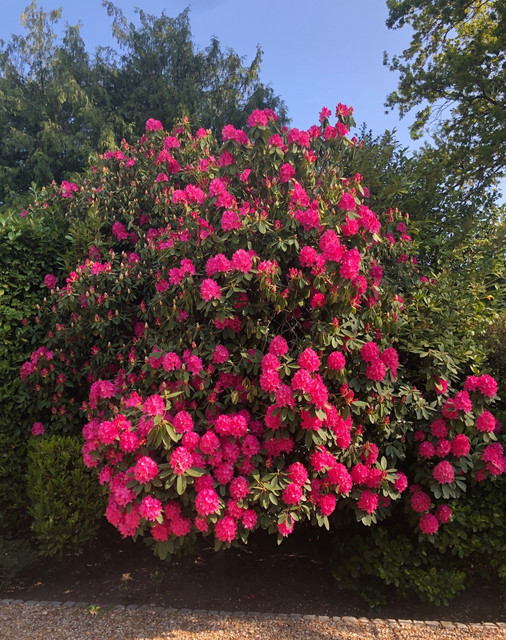 Bush