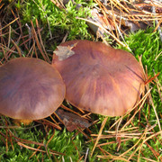 IMG-0364