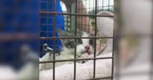 Rescuers Rally to Save Kitten Trapped in Storm Drain in Ocala