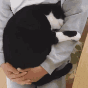 hug-cat.gif