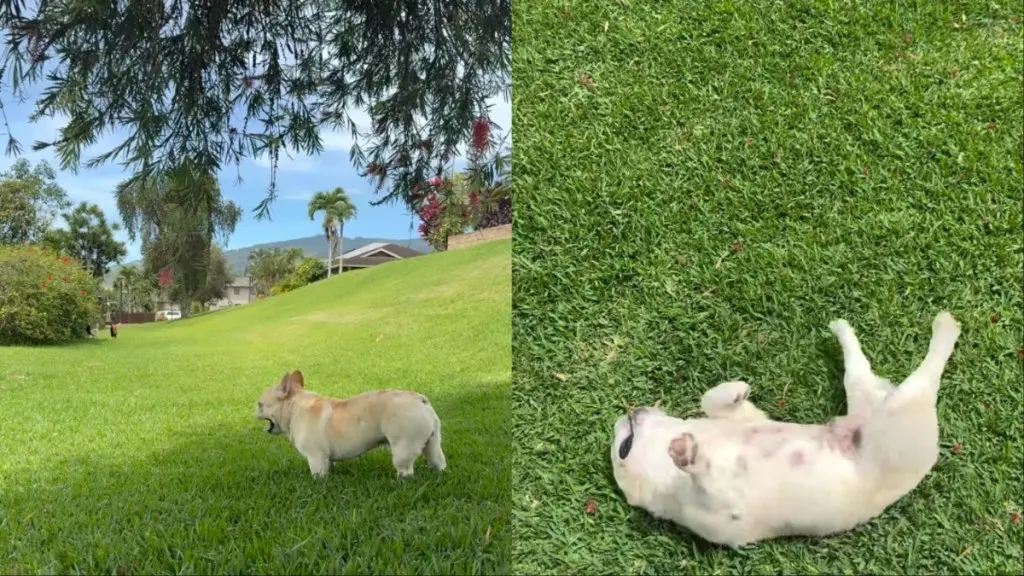 Dog’s Peaceful Park Visit Captivates Online