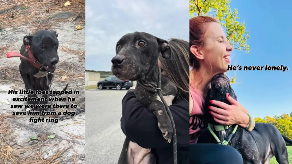 Rescue Dog's Joyful Transformation