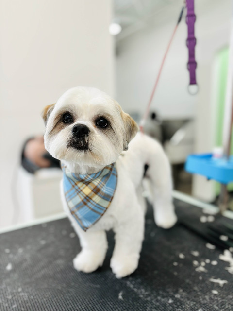 Archie Pet Care Spa Gallery