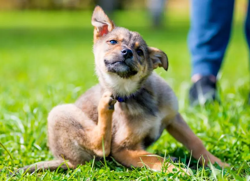 Protecting Your Puppy From Pests