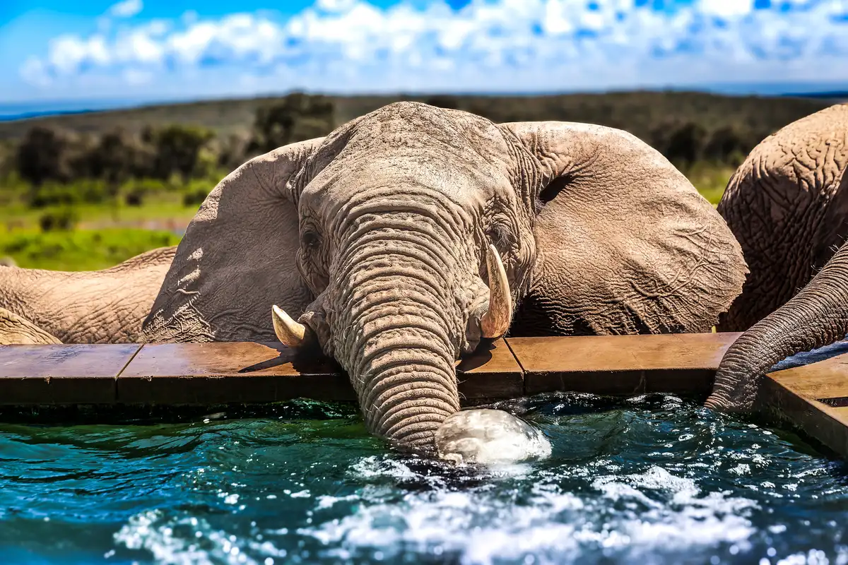 Family Fun in South Africa's Wildlife