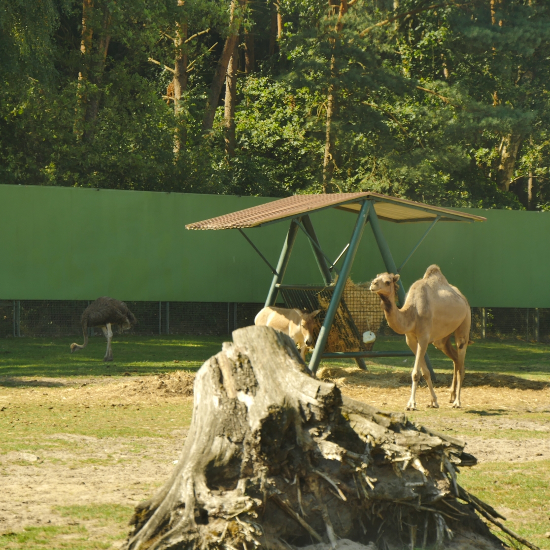 Serengeti-Park / Серенгети-Парк и кусочек Касселя