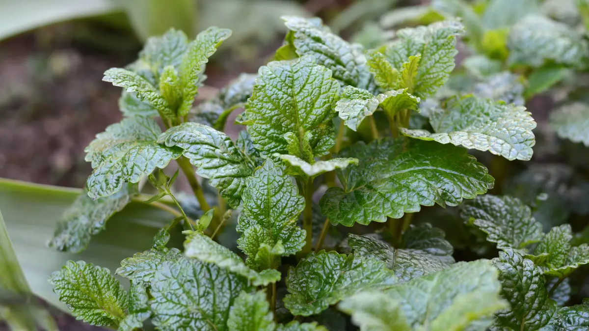 Rescue Your Extra Lemon Balm