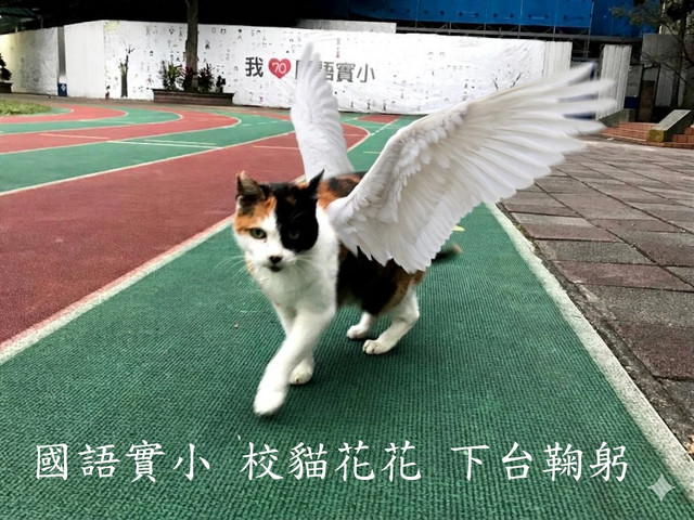校園裡花花翅膀