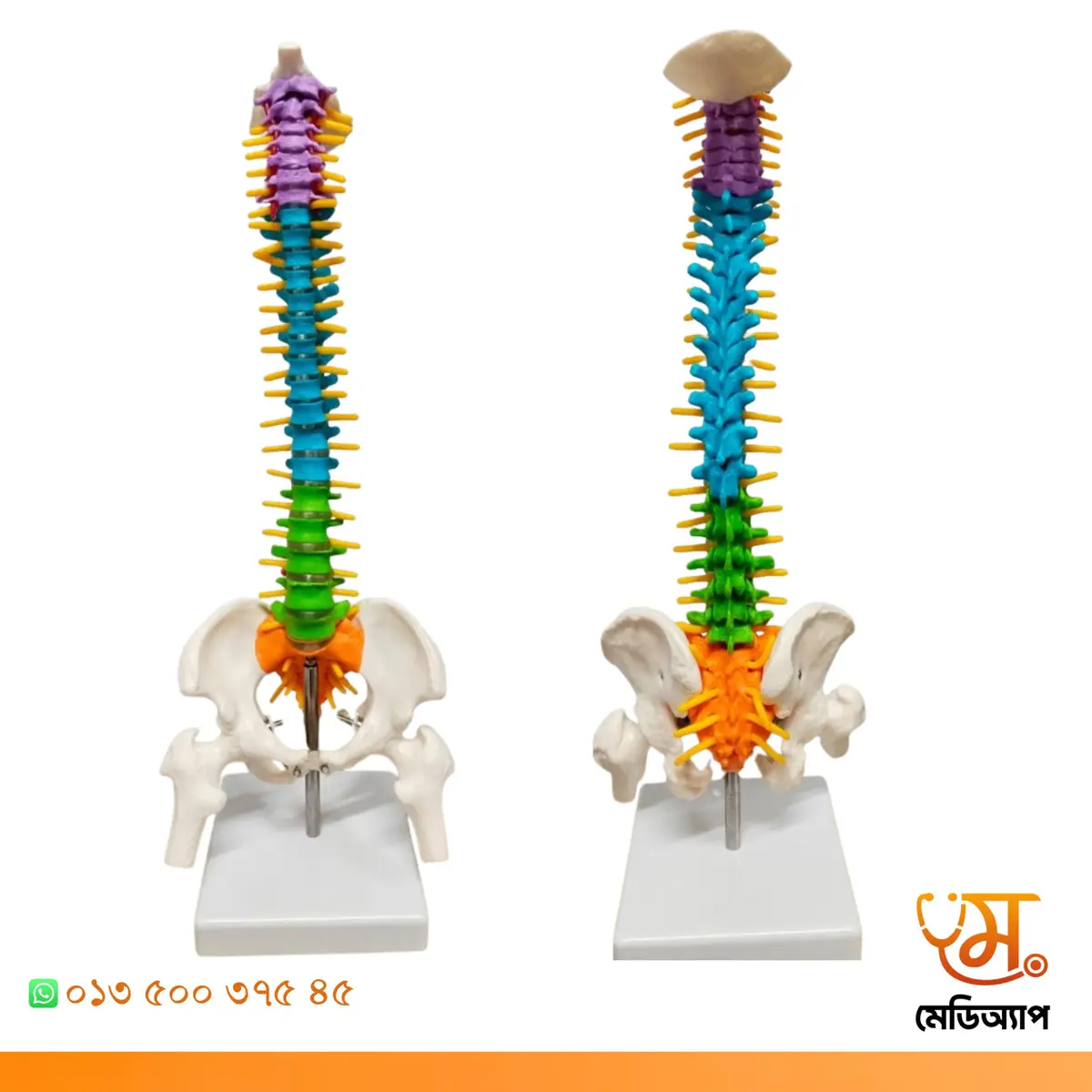 Mini Spine Model 01 pcs