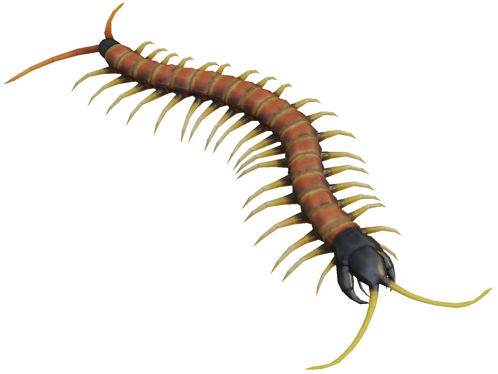 Arizona Desert Centipede