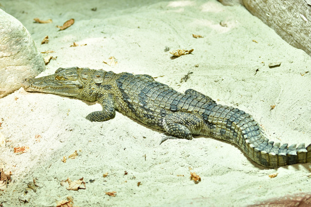 West African crocodile resting on the sand